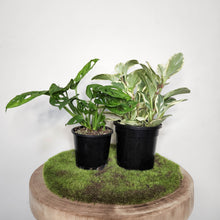 Load image into Gallery viewer, Beginner&#39;s Splendour Plants Pack
