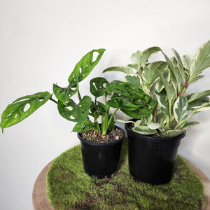 Beginner's Splendour Plants Pack