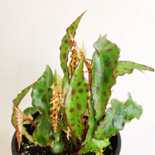 Load image into Gallery viewer, Begonia Amphioxus - 100mm
