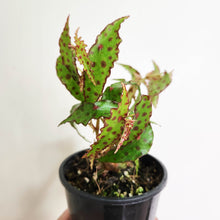 Load image into Gallery viewer, Begonia Amphioxus - 100mm
