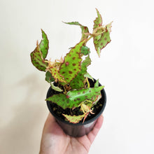 Load image into Gallery viewer, Begonia Amphioxus - 100mm
