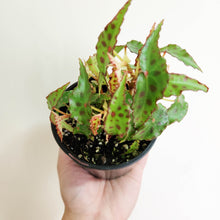 Load image into Gallery viewer, Begonia Amphioxus - 100mm
