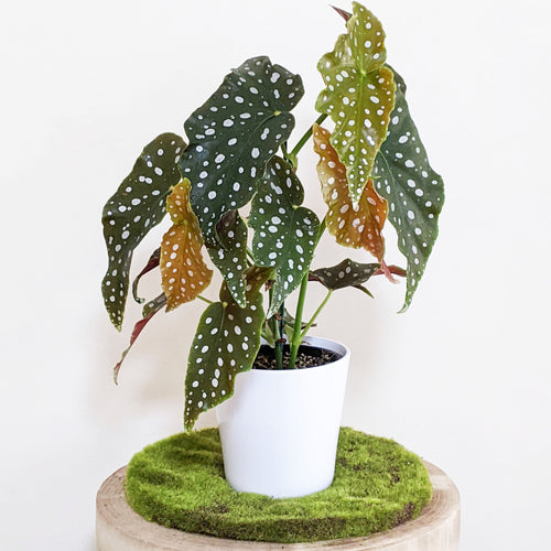Begonia Maculata Polka Dot Plant - 140mm Ceramic Pot - Sydney Only