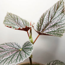 Load image into Gallery viewer, Begonia Maurice - 100mm

