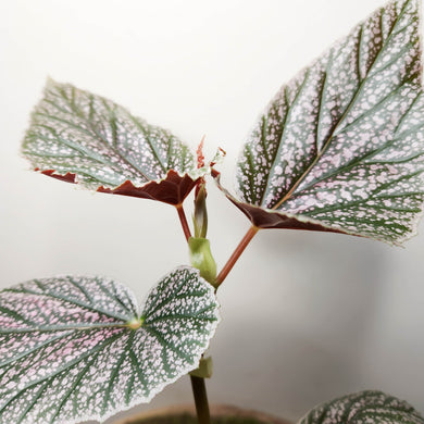 Begonia Maurice - 100mm