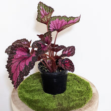 Load image into Gallery viewer, Begonia Rex Dibs Rothco - 130mm
