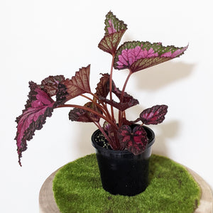 Begonia Rex Dibs Rothco - 130mm