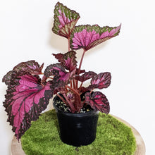 Load image into Gallery viewer, Begonia Rex Dibs Rothco - 130mm
