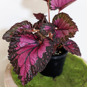 Begonia Rex Dibs Rothco - 130mm