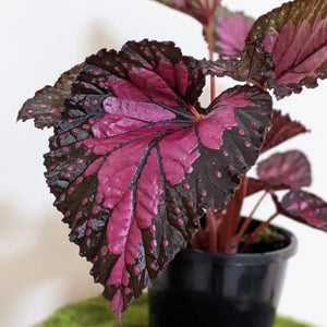 Begonia Rex Dibs Rothco - 130mm