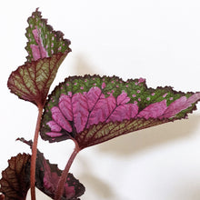 Load image into Gallery viewer, Begonia Rex Dibs Rothco - 130mm
