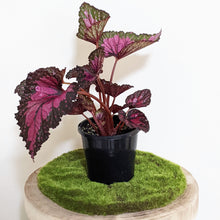 Load image into Gallery viewer, Begonia Rex Dibs Rothco - 130mm
