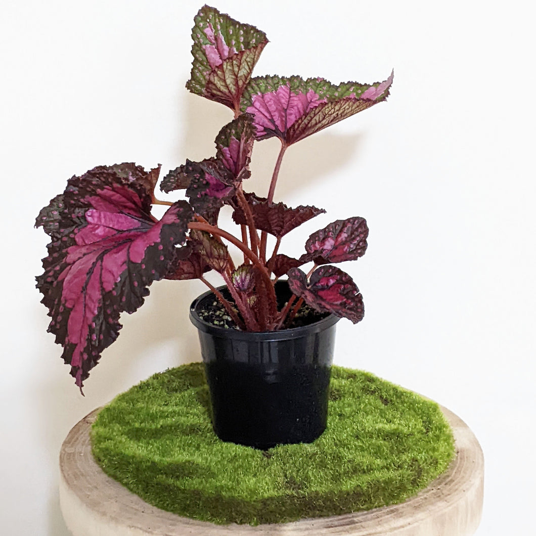 Begonia Rex Dibs Rothco - 130mm