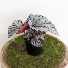 Load image into Gallery viewer, Begonia Rex Silver White - 100mm

