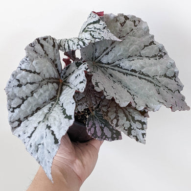 Begonia Rex Silver White - 100mm