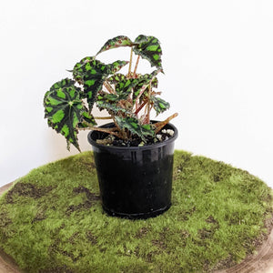 Begonia Rex Tiger Paws - 100mm