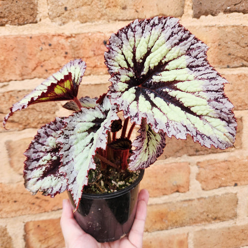 Begonia rex Fireworks - 100mm
