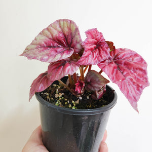 Begonia rex Inca Flame - 100mm