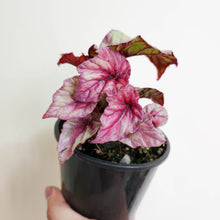 Load image into Gallery viewer, Begonia rex Inca Flame - 100mm
