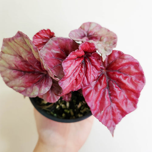 Begonia rex Inca Flame - 100mm