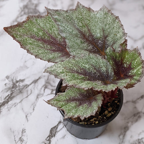 Begonia rex 'Speckles' - 100mm