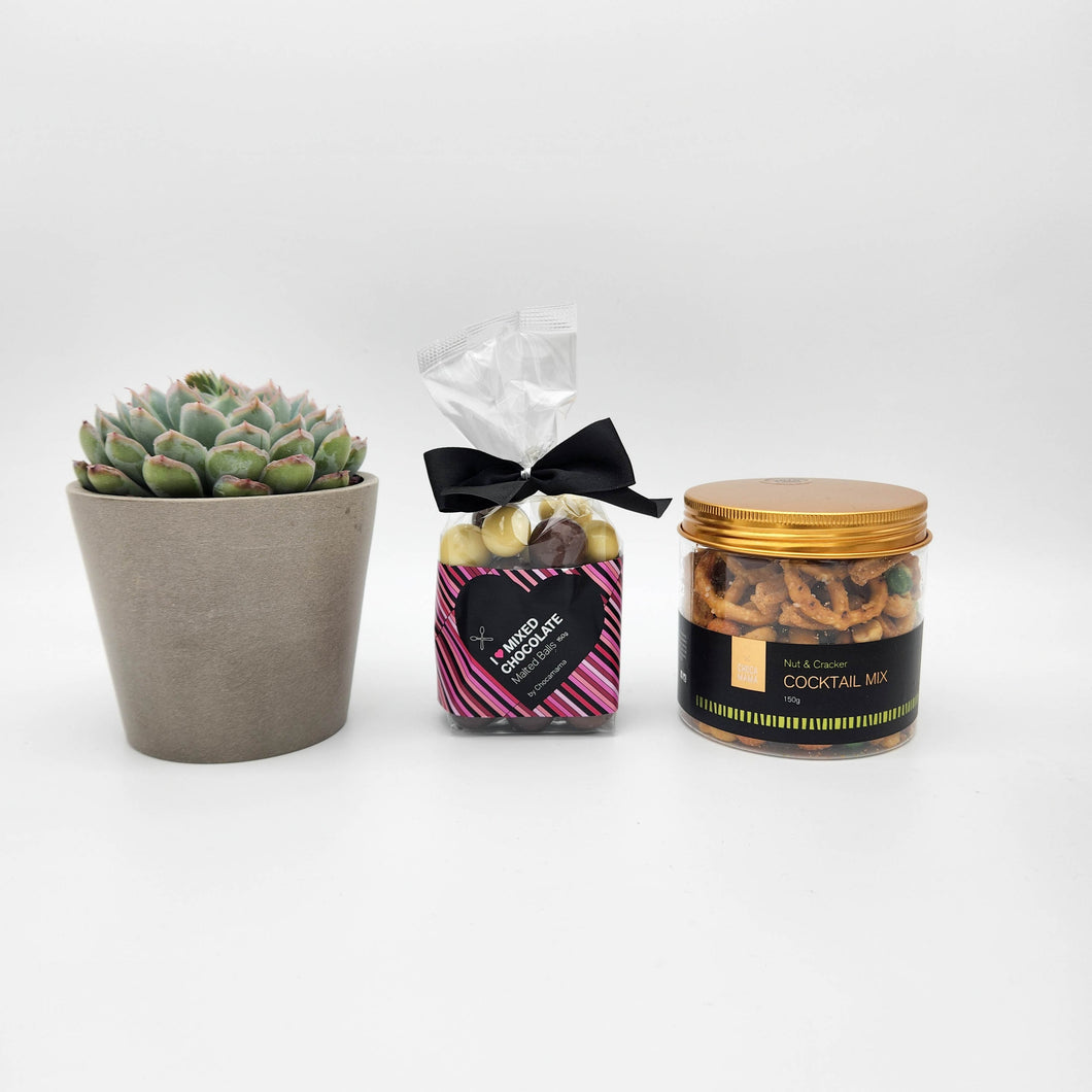 Bereavement Gift Hamper Box with Succulent