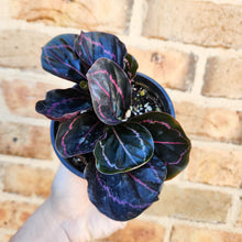 Load image into Gallery viewer, Calathea Dottie - 100mm
