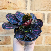 Load image into Gallery viewer, Calathea Dottie - 100mm
