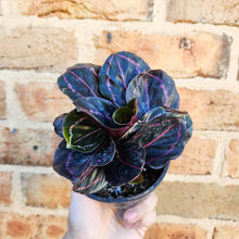 Load image into Gallery viewer, Calathea Dottie - 100mm
