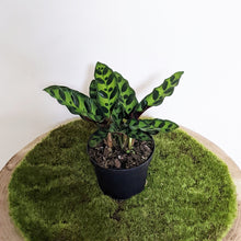 Load image into Gallery viewer, Calathea Insignis / Rattlesnake Plant - 90mm
