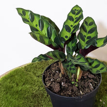 Load image into Gallery viewer, Calathea Insignis / Rattlesnake Plant - 90mm
