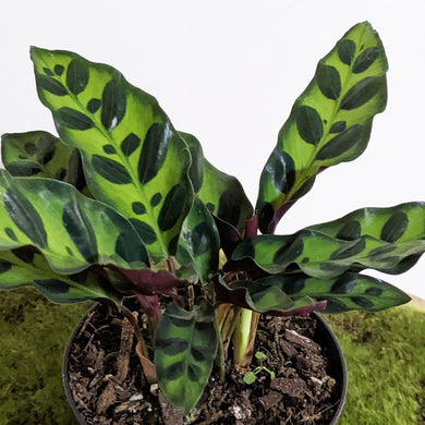 Calathea Insignis / Rattlesnake Plant - 90mm