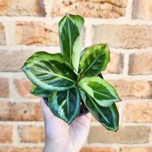 Load image into Gallery viewer, Calathea Maria - 100mm
