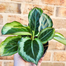Load image into Gallery viewer, Calathea Maria - 100mm
