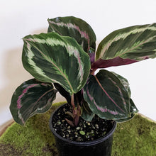 Load image into Gallery viewer, Calathea Medallion - 105mm
