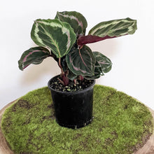 Load image into Gallery viewer, Calathea Medallion - 105mm
