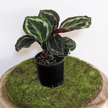 Load image into Gallery viewer, Calathea Medallion - 105mm
