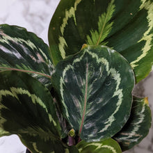 Load image into Gallery viewer, Calathea Medallion - 105mm
