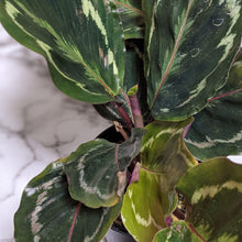 Load image into Gallery viewer, Calathea Medallion - 105mm
