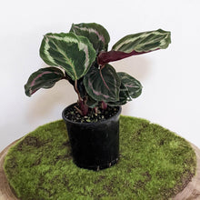 Load image into Gallery viewer, Calathea Medallion - 105mm
