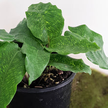 Load image into Gallery viewer, Calathea Musaica / Network Plant - 100mm
