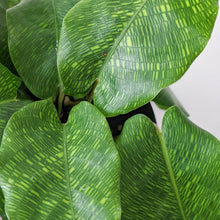Load image into Gallery viewer, Calathea Musaica / Network Plant - 100mm
