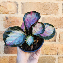 Load image into Gallery viewer, Calathea Rosy - 100mm
