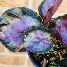 Load image into Gallery viewer, Calathea Rosy - 100mm
