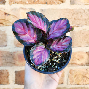 Calathea Rosy - 100mm