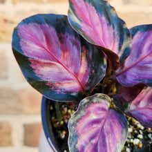 Load image into Gallery viewer, Calathea Rosy - 100mm
