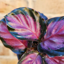 Load image into Gallery viewer, Calathea Rosy - 100mm

