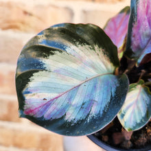 Load image into Gallery viewer, Calathea Rosy - 100mm
