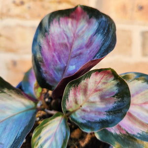 Calathea Rosy - 100mm