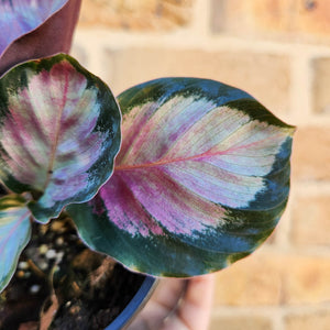 Calathea Rosy - 100mm